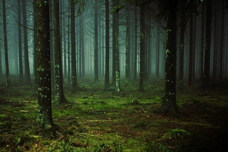 Mystery Forest
